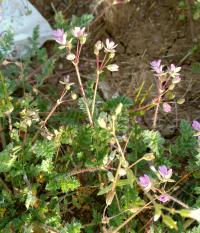 Erodium cicutarium image